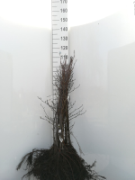 Alnus glutinosa   blote wortel   90 120 cm
