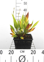 Alisma lanceolatum   pot 9x9 cm  