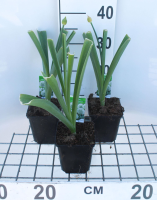 Allium 'Mount Everest'   pot 1L  