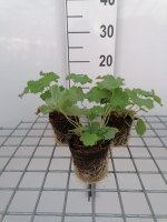 Alchemilla mollis   biopot diameter 8 cm