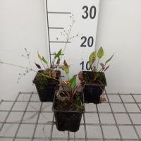 Alisma plantago aquatica   pot 9x9 cm  