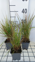 Alopecurus pratensis 'Aureovariegatus'   pot 9x9 cm