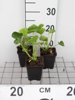 Alcea rosea 'Nigra'   pot 9x9 cm  