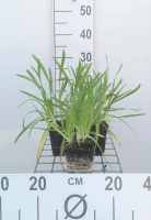 Allium senescens   pot 9x9 cm