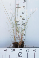Ammophila arenaria   pot 9x9 cm  
