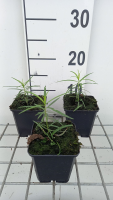 Amsonia hubrichtii   pot 9x9 cm  