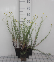Anthemis x hybrida 'E.C. Buxton'   pot 9x9 cm  