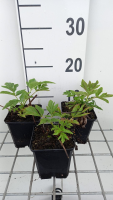Angelica gigas   pot 9x9 cm  