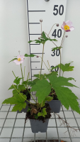 Anemone x hybrida 'Hadspen Abundance'   pot 9x9 cm  