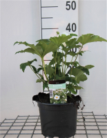 Anemone x hybrida 'Honorine Jobert'   pot 2L  