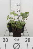 Anemone x hybrida 'Honorine Jobert'   pot 9x9 cm  