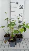 Anemone x hybrida 'Mont rose'   pot 9x9 cm  