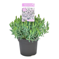 Andromeda polifolia 'Blue Ice'   pot   15 20 cm