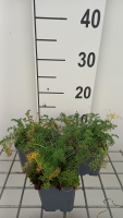 Anacyclus pyrethrum var. Depressus   pot 9x9 cm