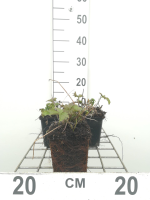 Anemone tomentosa 'Robustissima'   pot 9x9 cm  