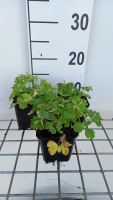 Aquilegia vulgaris 'White Barlow'   pot 9x9 cm