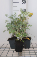 Alsem   pot 9x9 cm (Artemisia absinthium)  