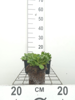 Arabis x arendsii 'Compinkie'   pot 9x9 cm