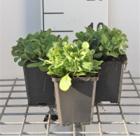 Arabis caucasica 'Plena'   pot 9x9 cm  