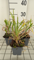 Arundo donax 'Versicolor'   pot 9x9 cm  