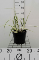 Arundo donax 'Versicolor'   pot 3L