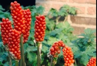 Arum italicum   pot 9x9 cm