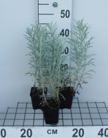 Artemisia ludoviciana 'Silver Queen'   pot 9x9 cm  