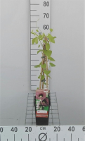 Aristolochia macrophylla   pot   50 60 cm  