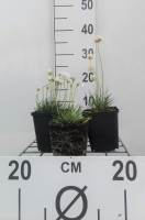 Armeria maritima 'Alba'   pot 9x9 cm  
