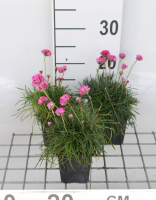 Armeria maritima 'Rosea Compacta'   pot 9x9 cm  