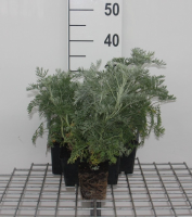 Artemisia 'Powis Castle'   pot 9x9 cm  