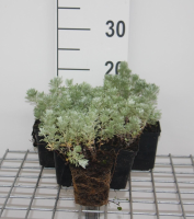 Artemisia schmidtiana 'Nana'   pot 9x9 cm