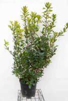 Arbutus unedo   pot 18L   125 150 cm  