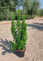 Arbutus unedo   pot 10L   60 80 cm  