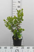 Arbutus unedo   pot 3L   30 40 cm  