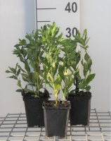 Aster ageratoides 'Ashvi'   pot 9x9 cm