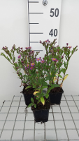 Aster ageratoides 'Ezo Murasaki'   pot 9x9 cm  