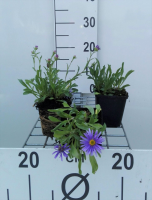 Aster alpinus 'Goliath'   pot 9x9 cm  