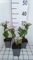 Aster ageratoides 'Stardust'   pot 9x9 cm  