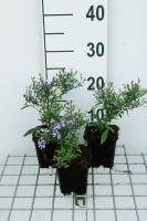Aster 'Little Carlow' (Jolly Jumper)   pot 9x9 cm  