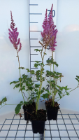 Astilbe chinensis 'Purpurlanze'   pot 9x9 cm