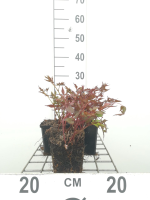 Astilbe 'Deutschland'   pot 9x9 cm