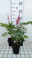 Astilbe 'Europa'   pot 9x9 cm  