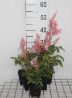 Astilbe 'Fanal'   pot 9x9 cm  