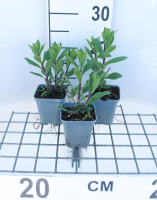 Aster x frikartii 'Mönch'   pot 9x9 cm  