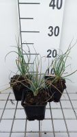 Asphodeline lutea   pot 9x9 cm