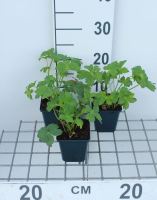 Astrantia 'Buckland'   pot 9x9 cm  