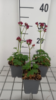 Astrantia 'Moulin Rouge'   pot 9x9 cm