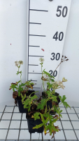 Astrantia major 'Snow Star'   pot 9x9 cm  