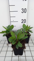 Aster macrophyllus 'Twilight'   pot 9x9 cm  